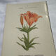 Botanical plate engraving flower 1800 double-sided coloured