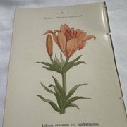 Planche botanique, gravure fleur double face, 1800
