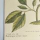 Old bird engraving -The Cat-Bird- Zoological plate by Seligmann & Catesby