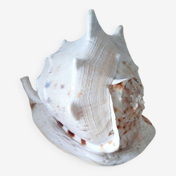 Ancient shell