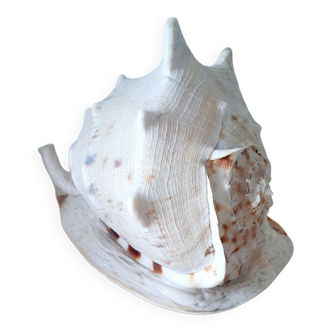 Ancient shell