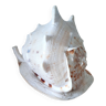 Ancient shell