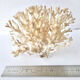 Coral branch bush