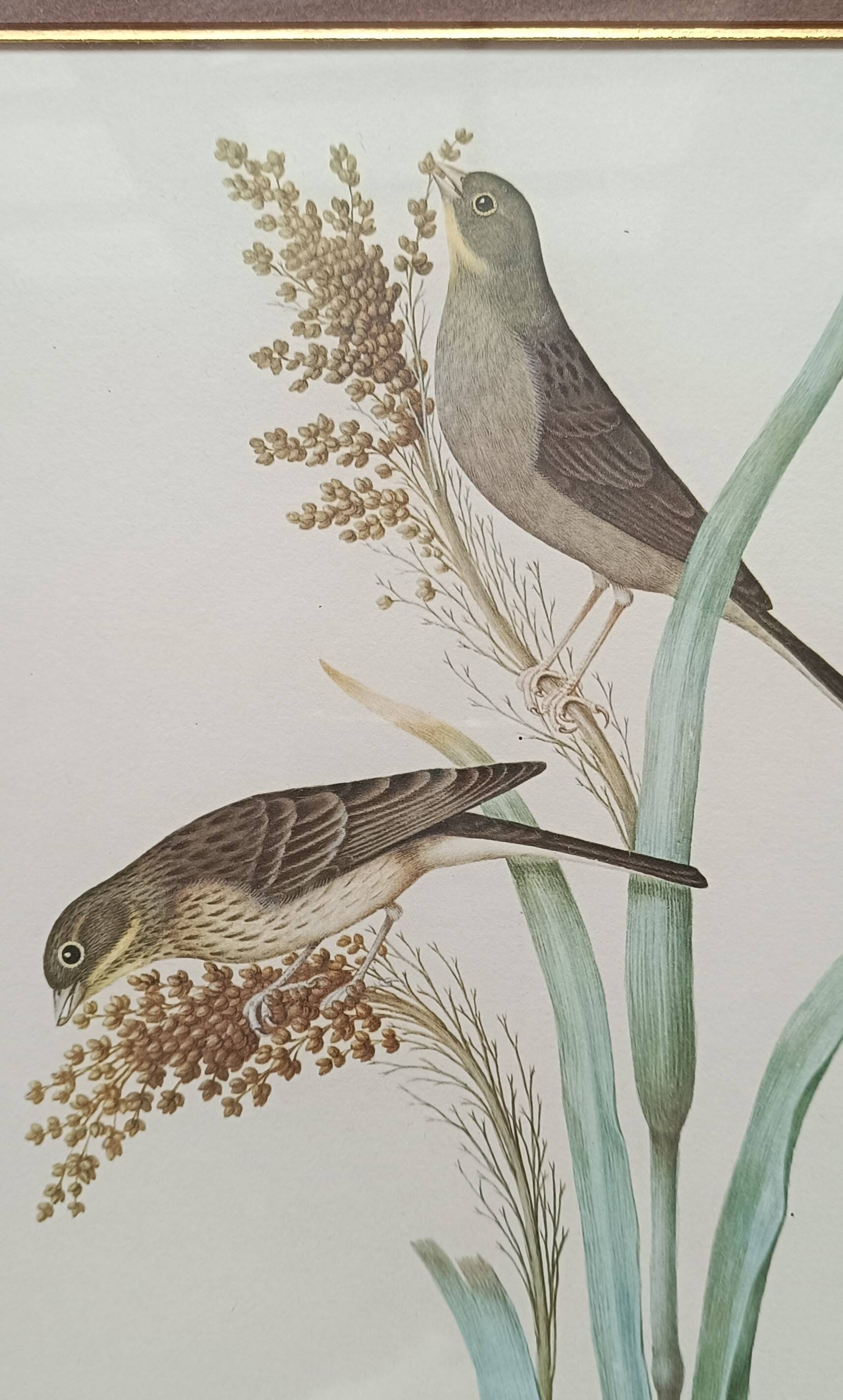 Set of 2 old bird frames, vintage ornithological paintings