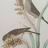 Set of 2 old bird frames, vintage ornithological paintings
