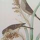 Set of 2 old bird frames, vintage ornithological paintings