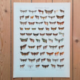 Engravings of lepidoptera lot of 3