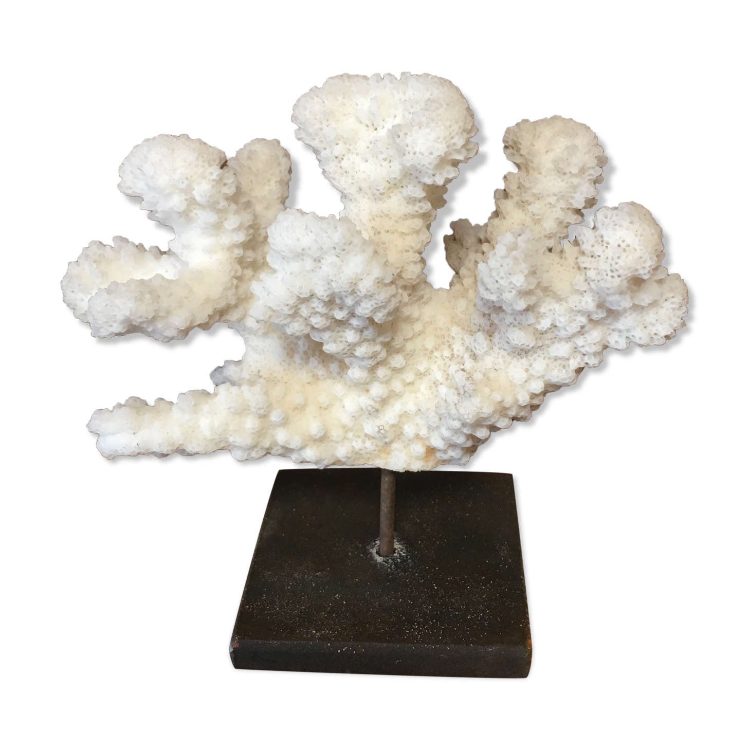 Coral on plinth