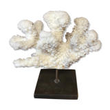 Coral on plinth
