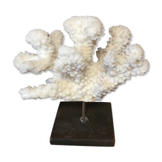 Coral on plinth
