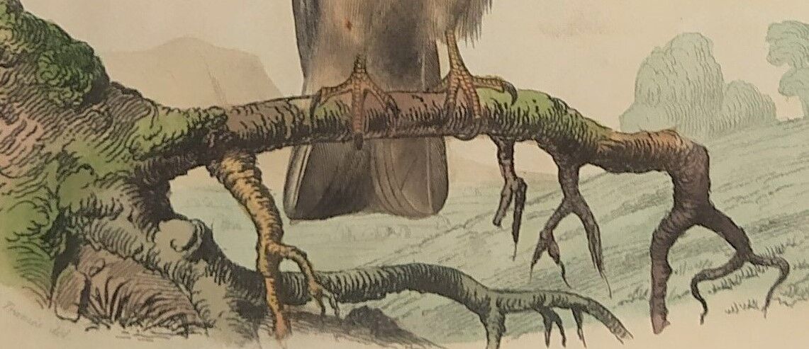 Ornithological board "Le Balbusard - Le Jean-le-Blanc" Buffon 1838