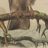 Ornithological board "Le Balbusard - Le Jean-le-Blanc" Buffon 1838