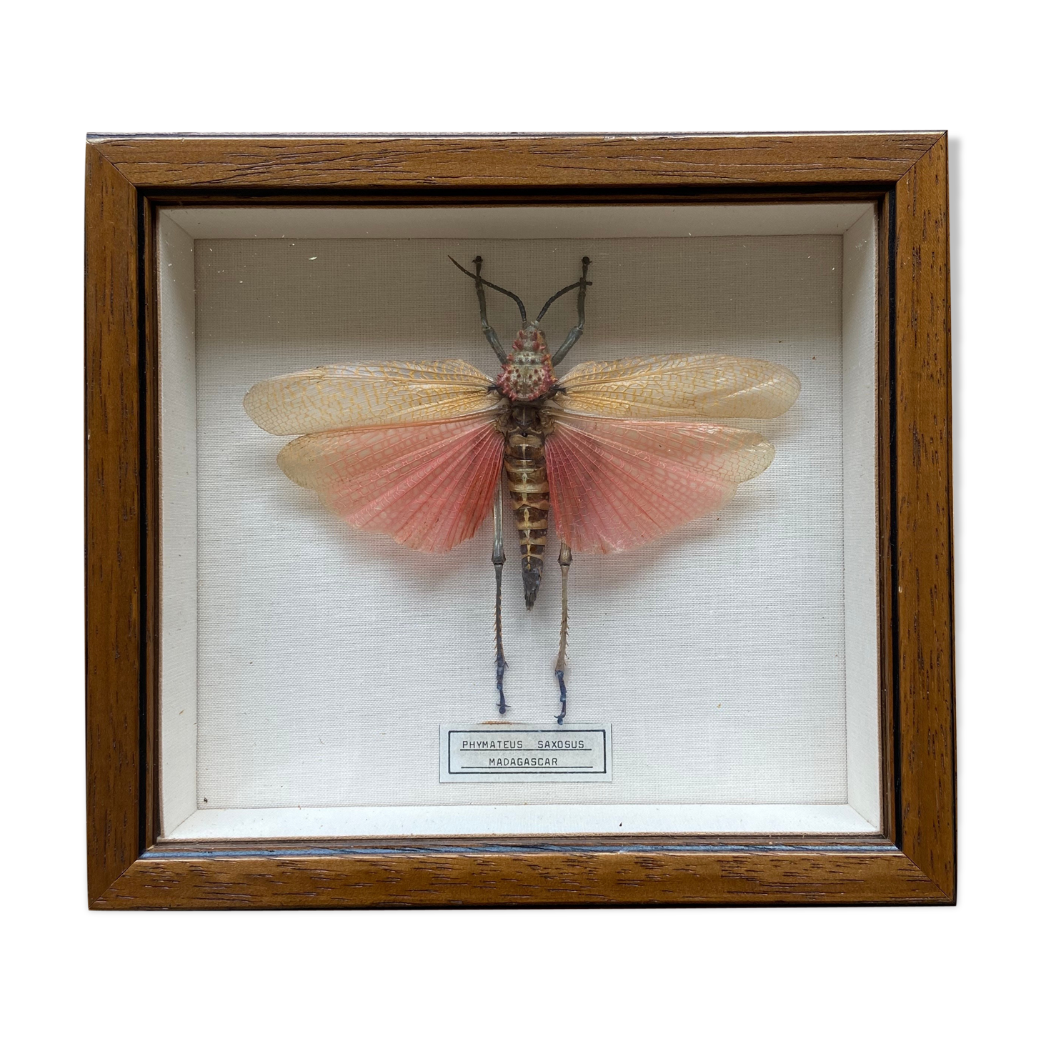 Framed insect - Phymateus Saxosus from Madagascar