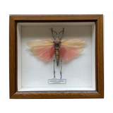 Framed insect - Phymateus Saxosus from Madagascar