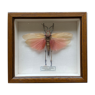 Framed insect - Phymateus Saxosus from Madagascar