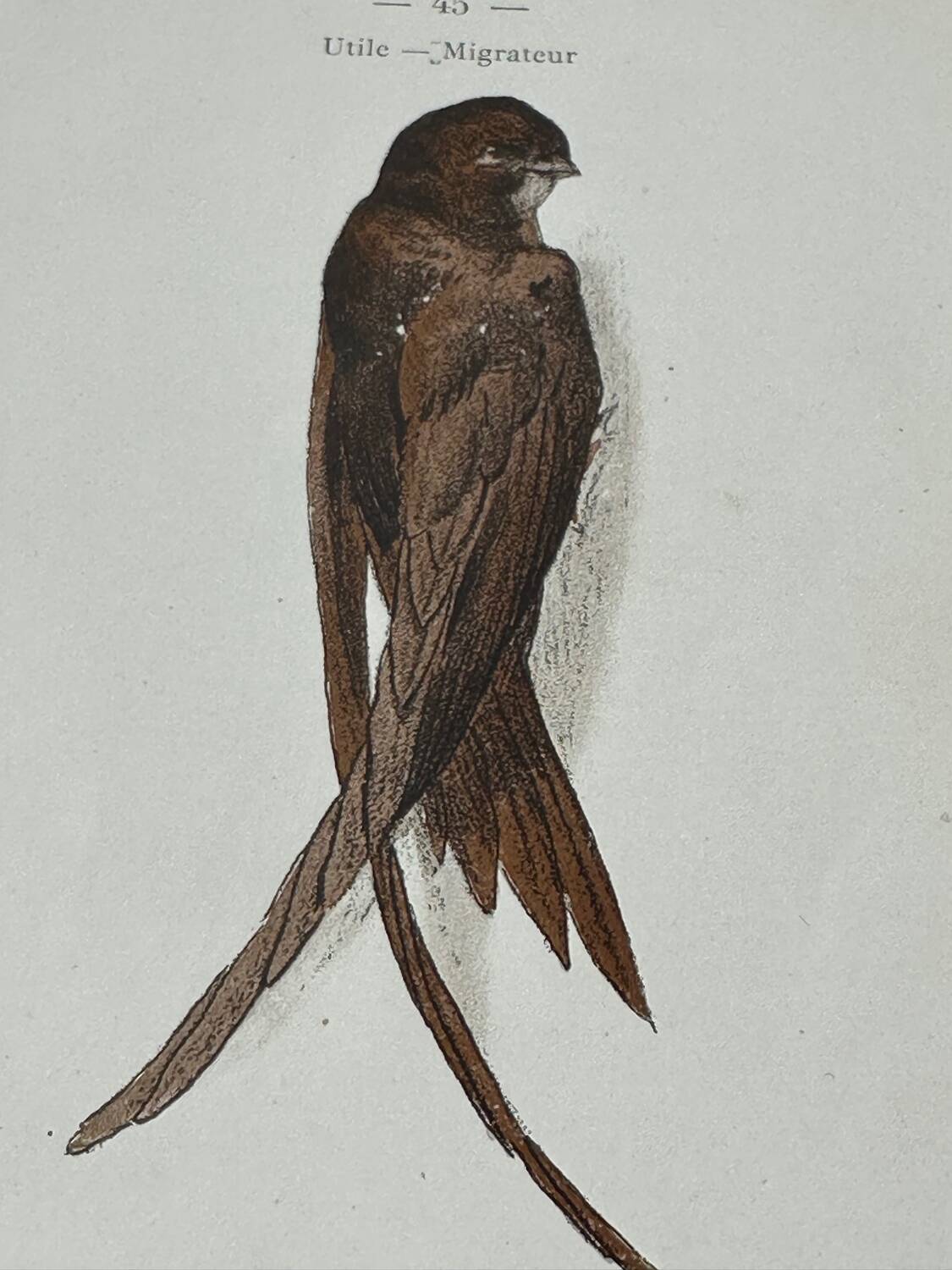 Naturalist engraving old botanical plate 1908 birds