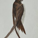 Naturalist engraving old botanical plate 1908 birds