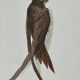 Naturalist engraving old botanical plate 1908 birds