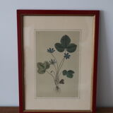 Vintage clover botanical frame