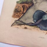 Old engraving from 1839 - Rays - Hand-colored zoological plate. lithograph