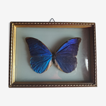 Framework with butterfly morpho
