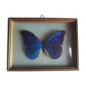 Cadre avec papillon morpho