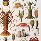 Poster on crustaceans, after a 1928 lithograph