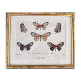 Butterfly frame