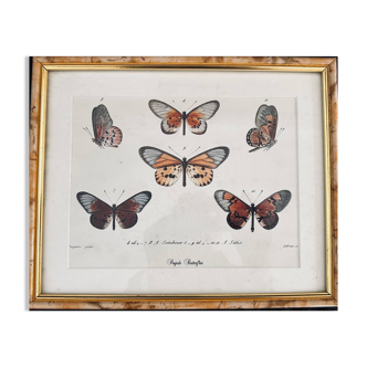 Butterflies frame
