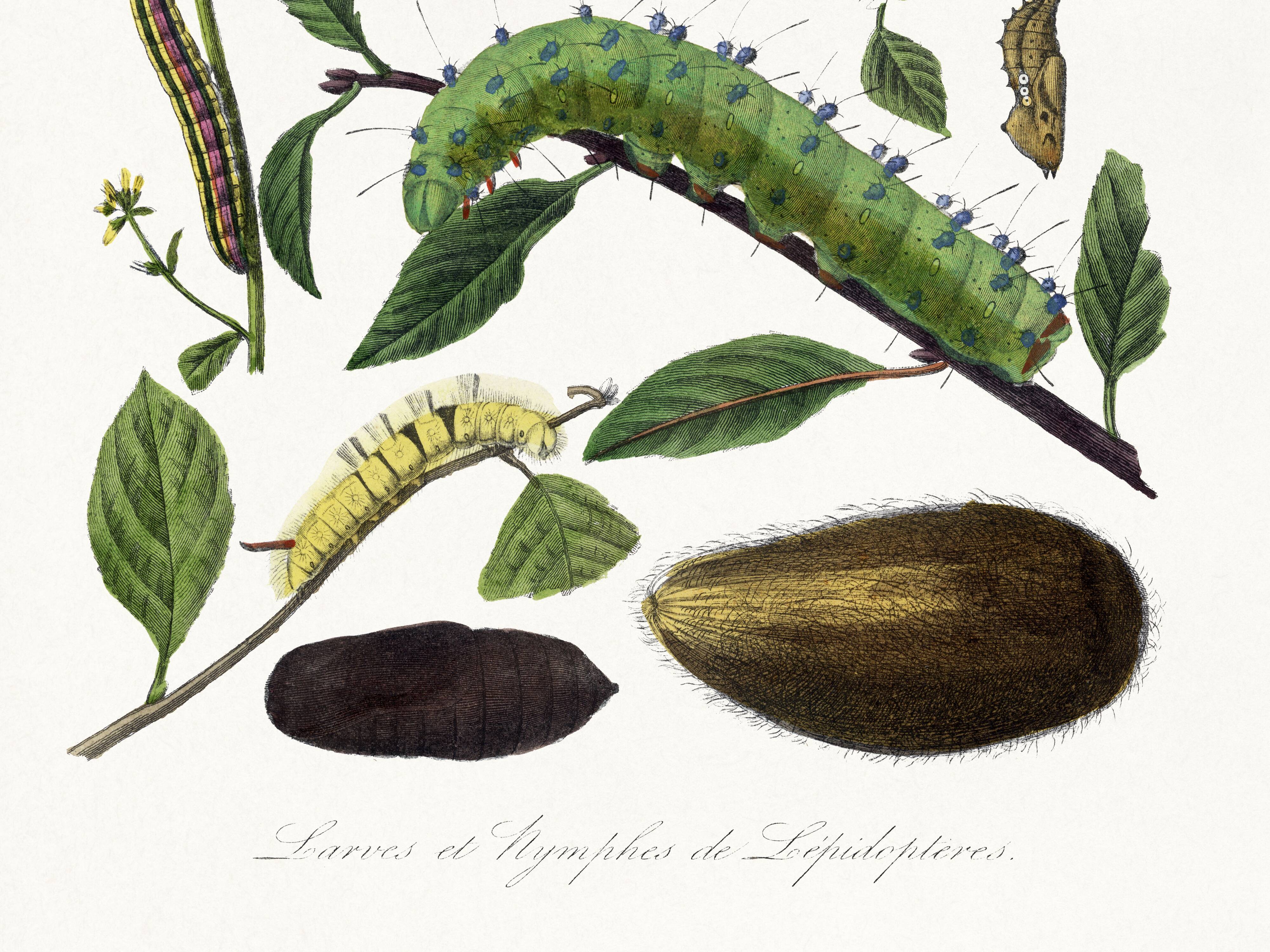 Poster about caterpillars, based on an old engraving from 1842.