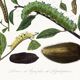 Poster about caterpillars, based on an old engraving from 1842.