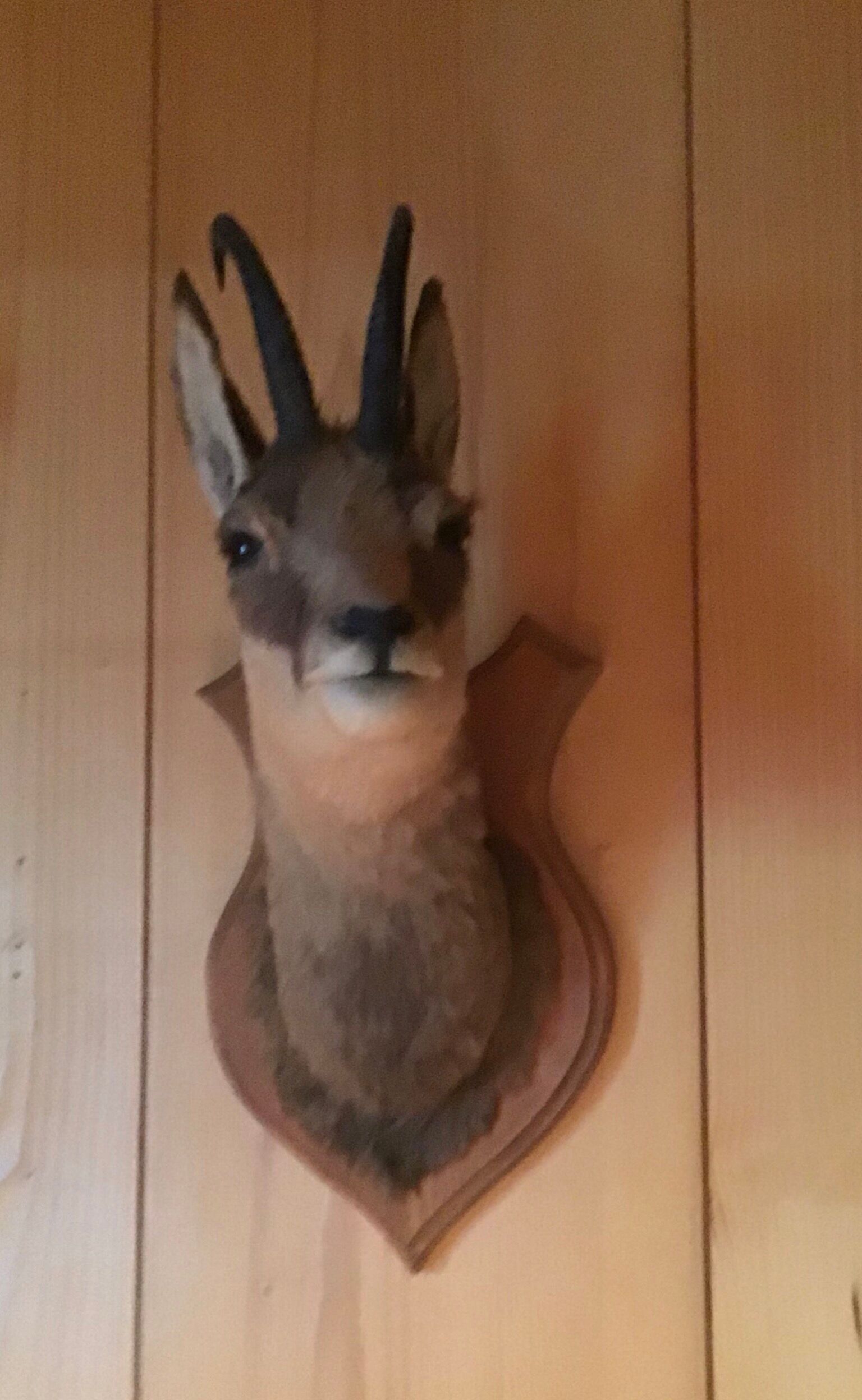 Chamois head