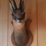 Chamois head