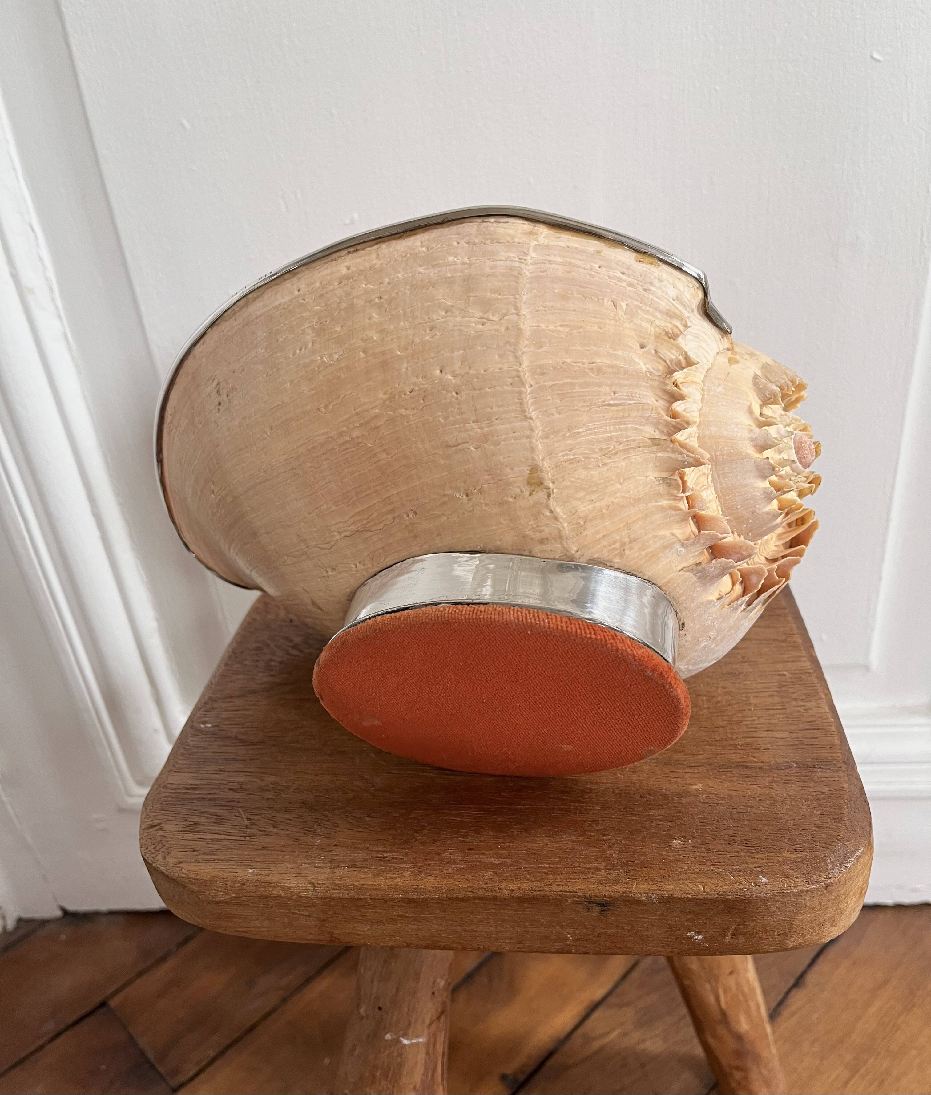 Cabinet of curiosities giant shell circled cup and base 60s
