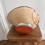 Cabinet of curiosities giant shell circled cup and base 60s