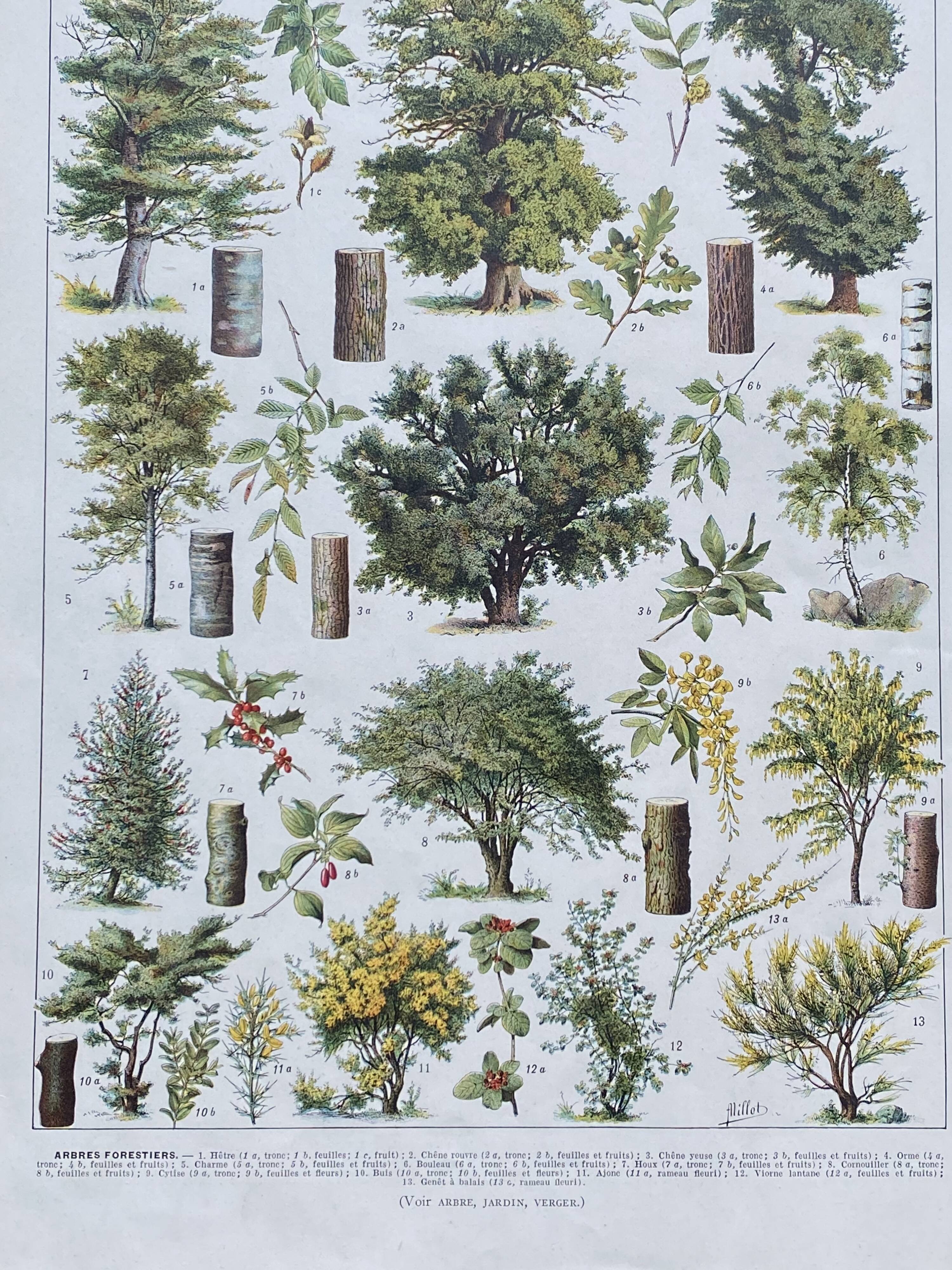 Old Millot illustration "Forest, forest trees"