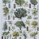 Old Millot illustration "Forest, forest trees"