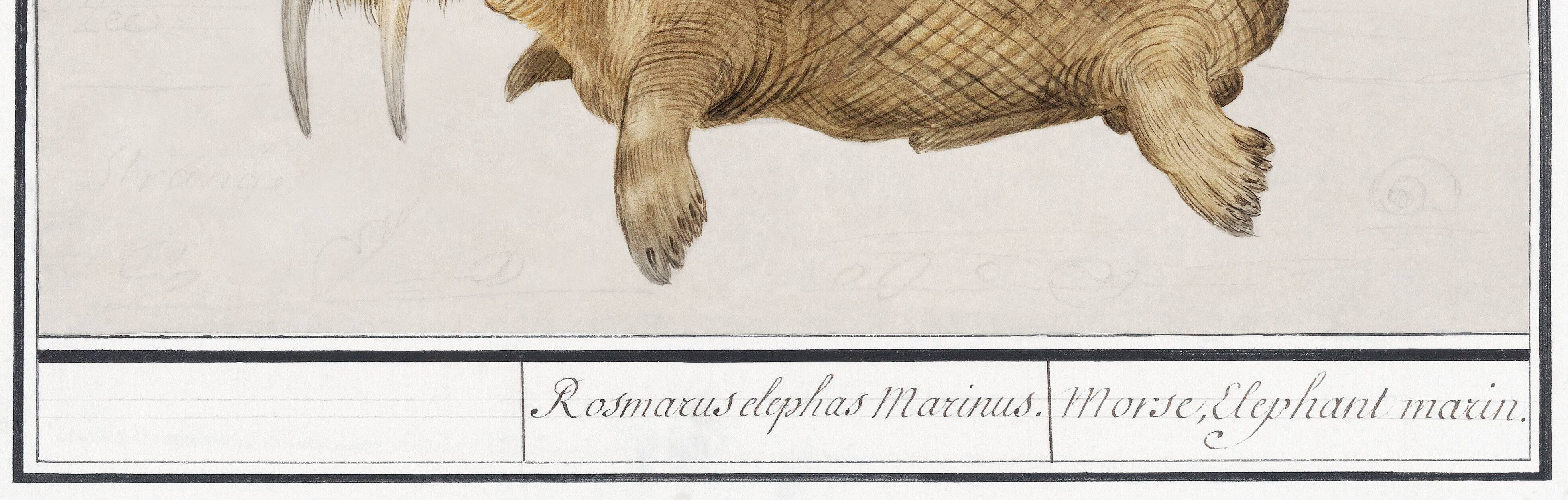 Small poster about the walrus, based on an old engraving from 1610.