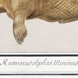 Small poster about the walrus, based on an old engraving from 1610.