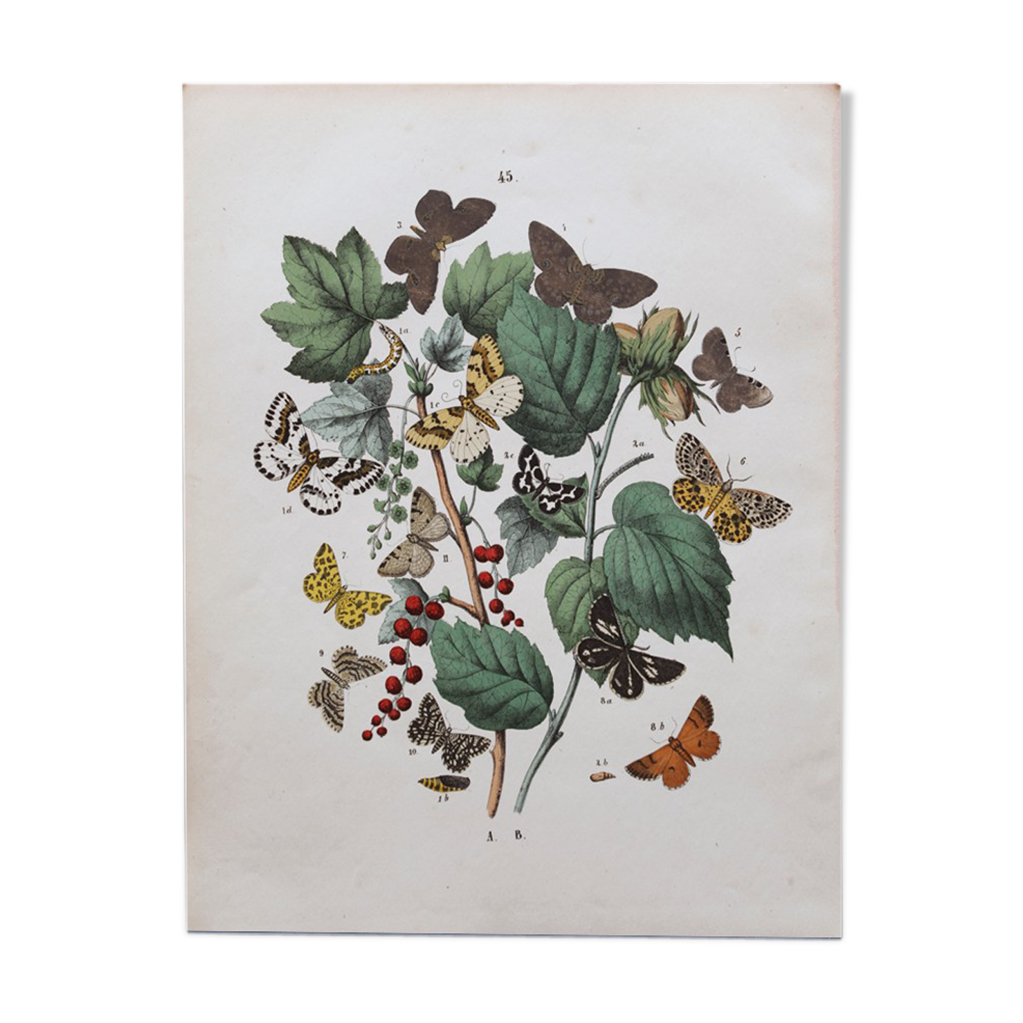 Illustration gravure animal vintage - Buffon 1850
