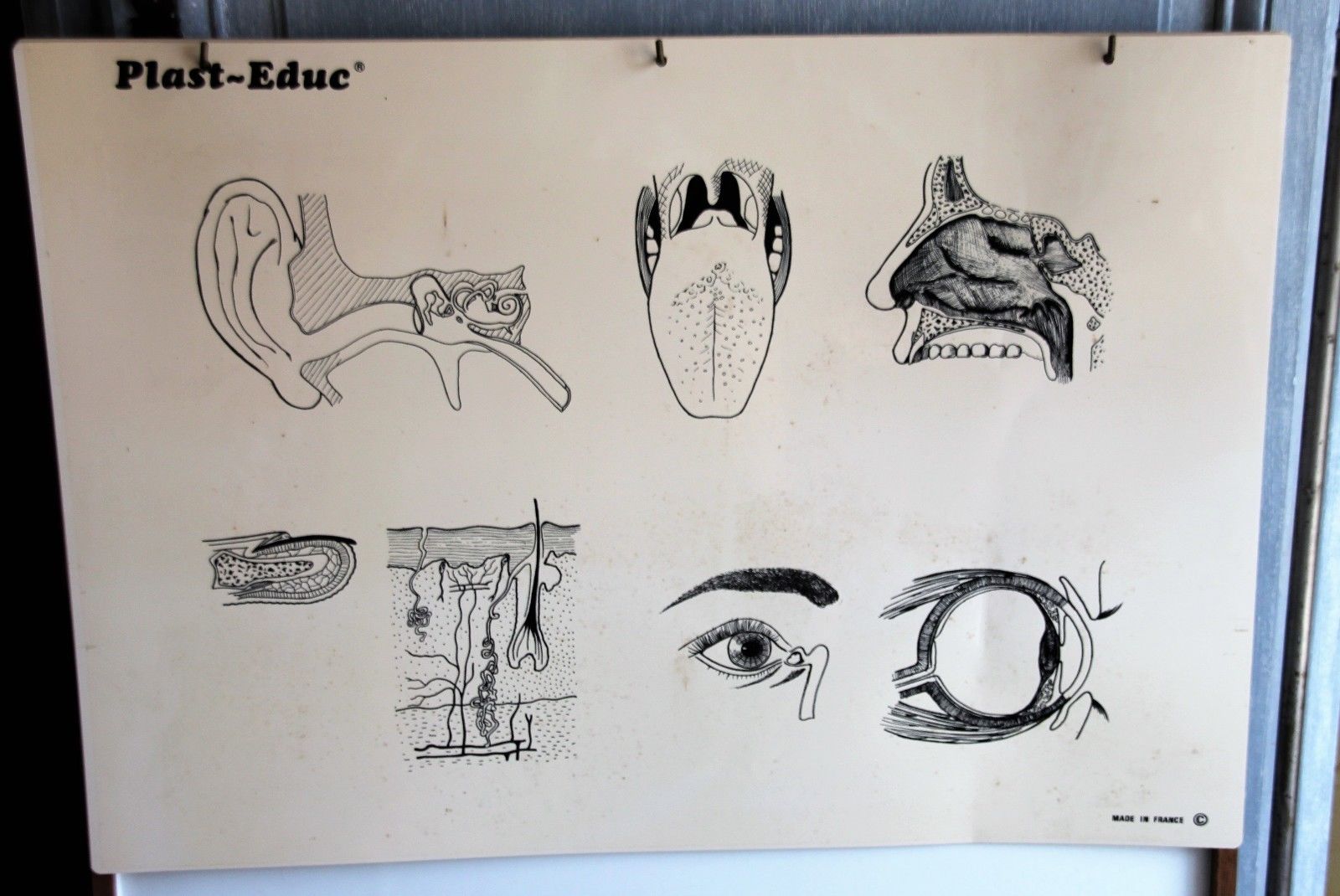 Boards of the human body medicine or school
