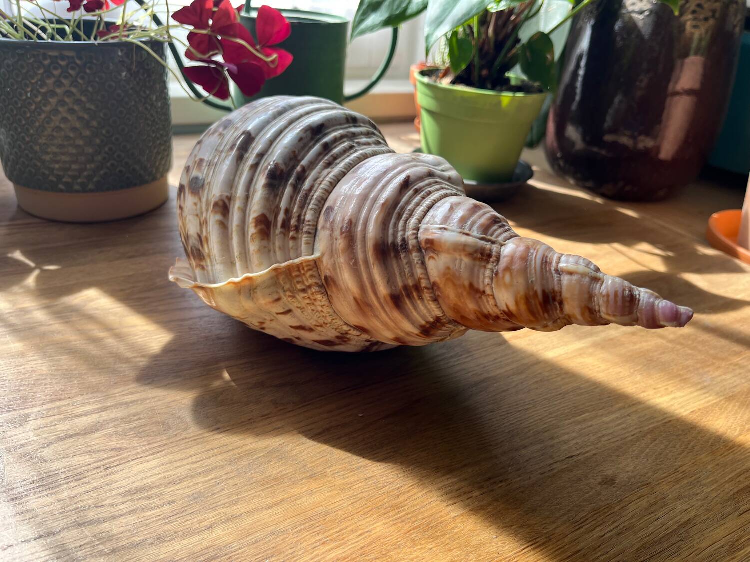 Shell - Charonia tritonis