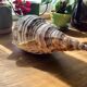 Shell - Charonia tritonis