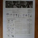 Original lithograph on mushrooms (1)