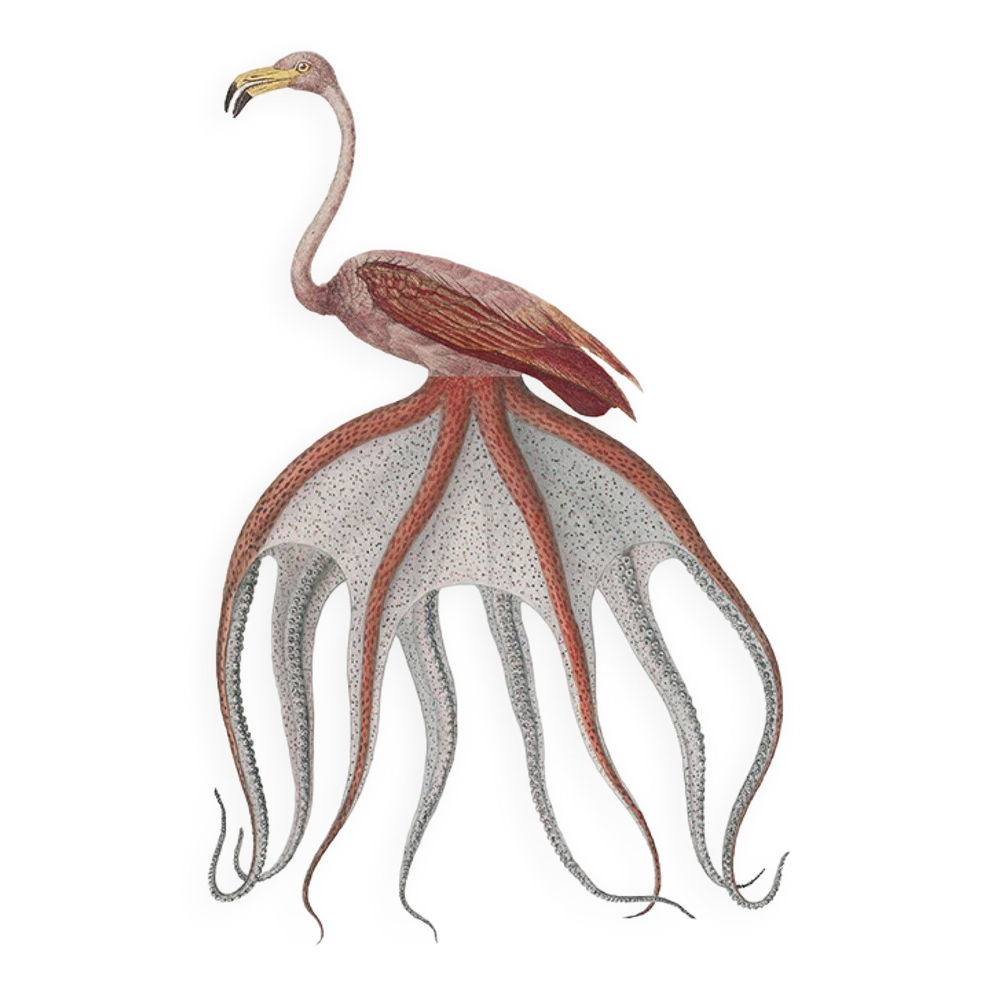 Chimera lithograph animal engraving - the pink flamoulpe