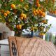Rattan armchair