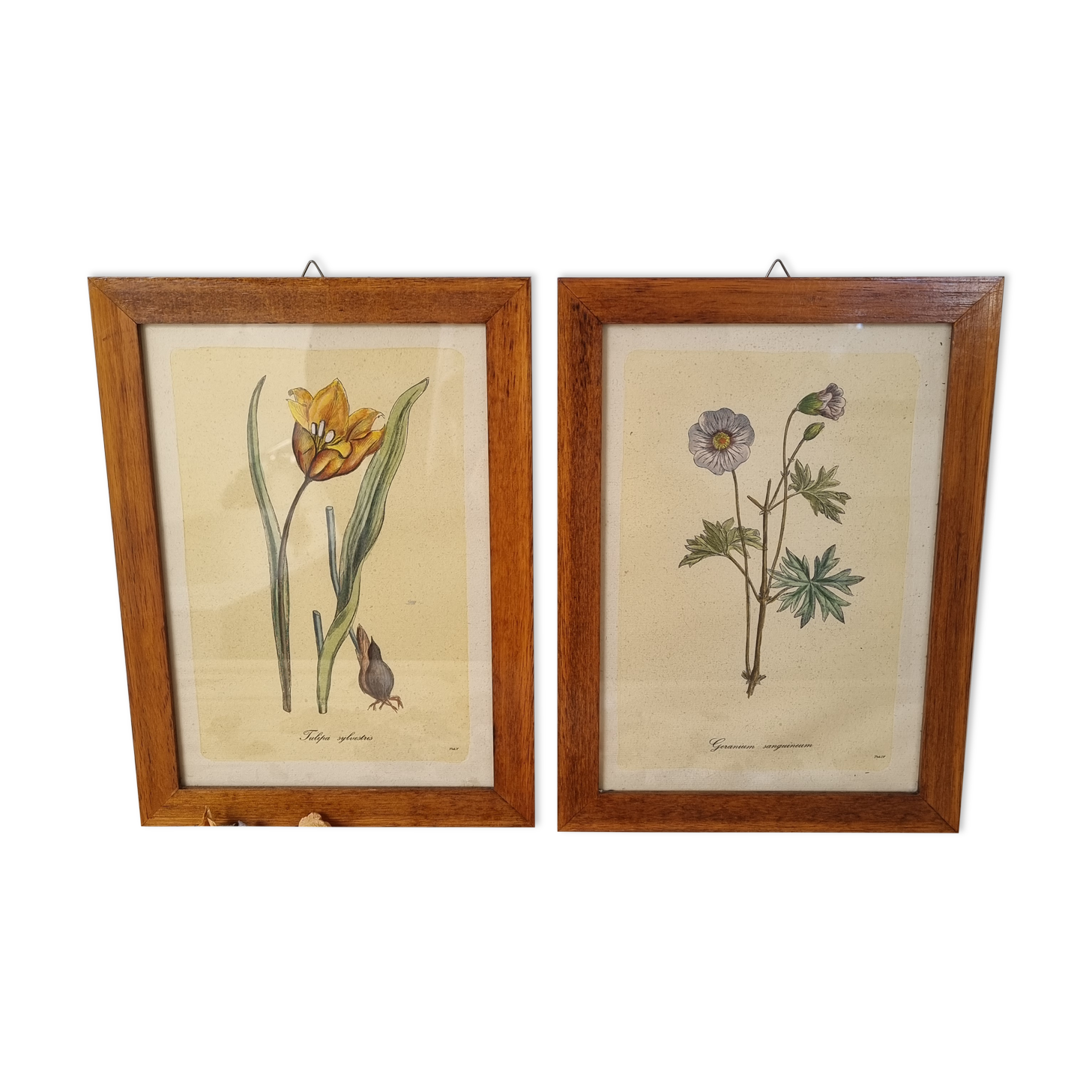 Pair of vintage frames watercolors flowers
