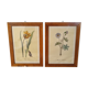 Paire de cadres vintage aquarelles fleurs