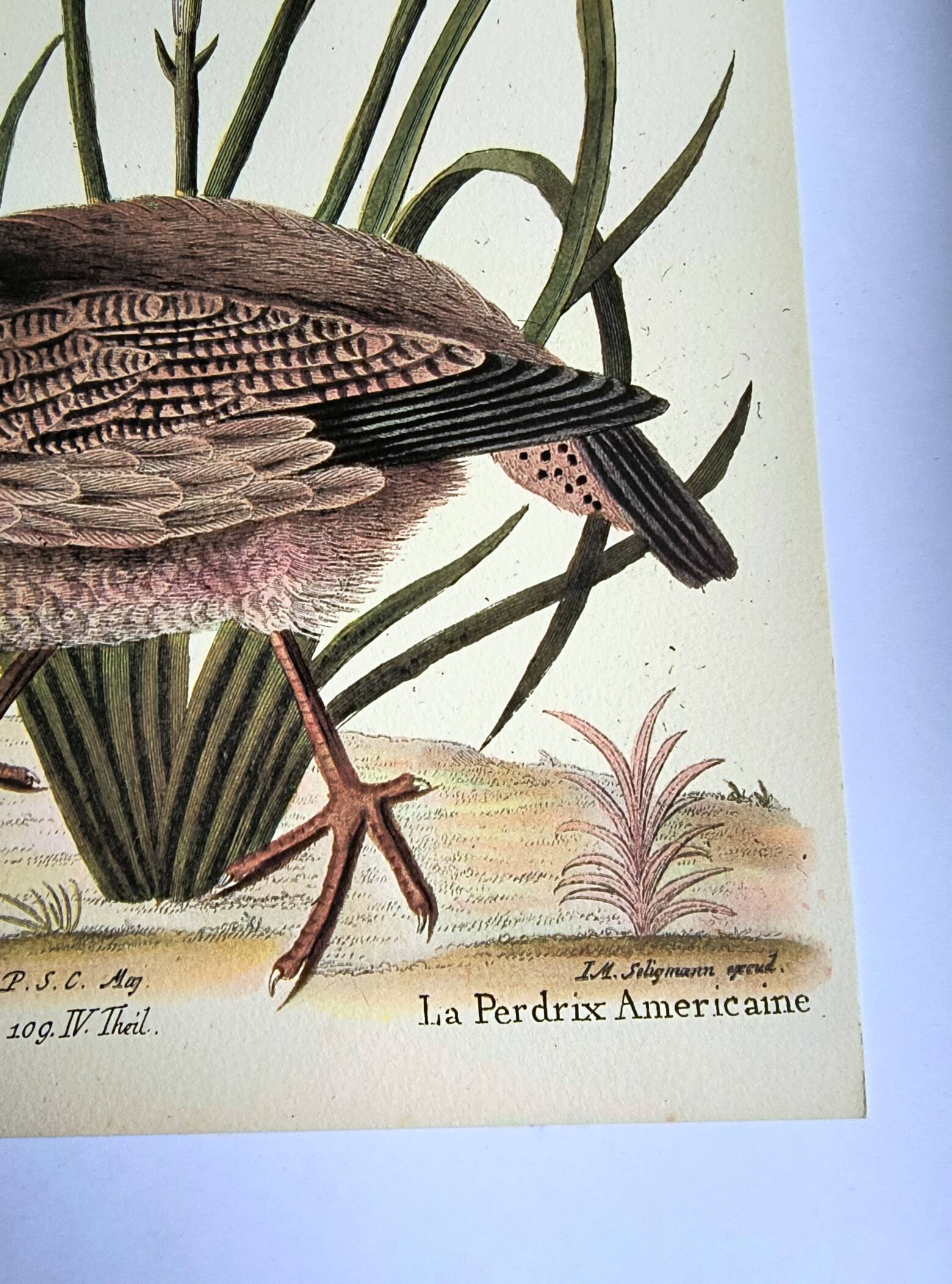 Bird engraving - American Partridge - Old plate by Seligman and flower