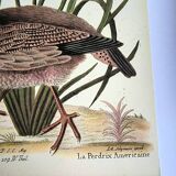 Bird engraving - American Partridge - Old plate by Seligman and flower